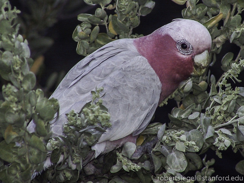 galah